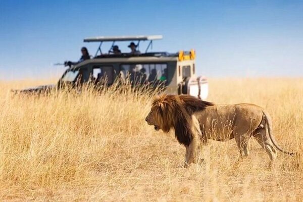 Lion Safari
